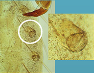Spiracles on tubercles present
